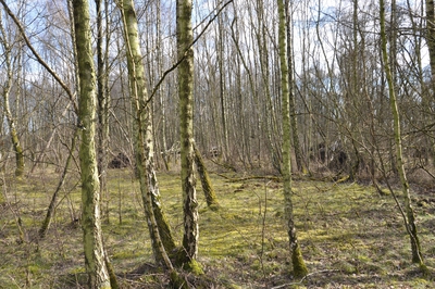 Vorplatz Vollhöfner Wald